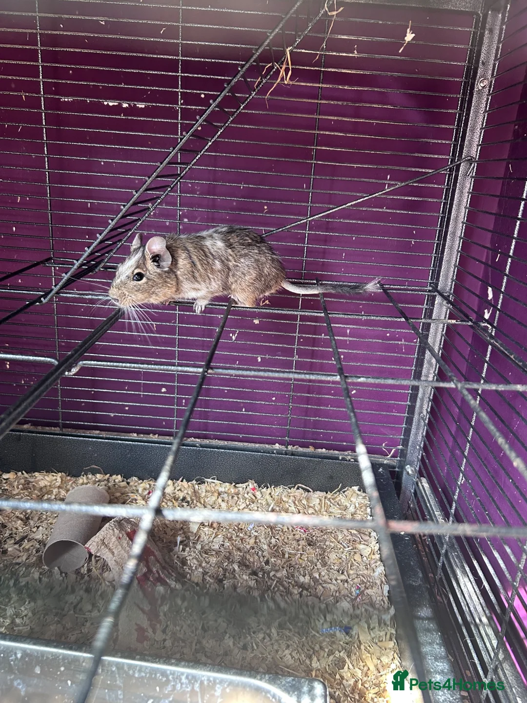 Degus rodents for sale: 3 male degus with cage and accessories  in Marlborough - Advert 2