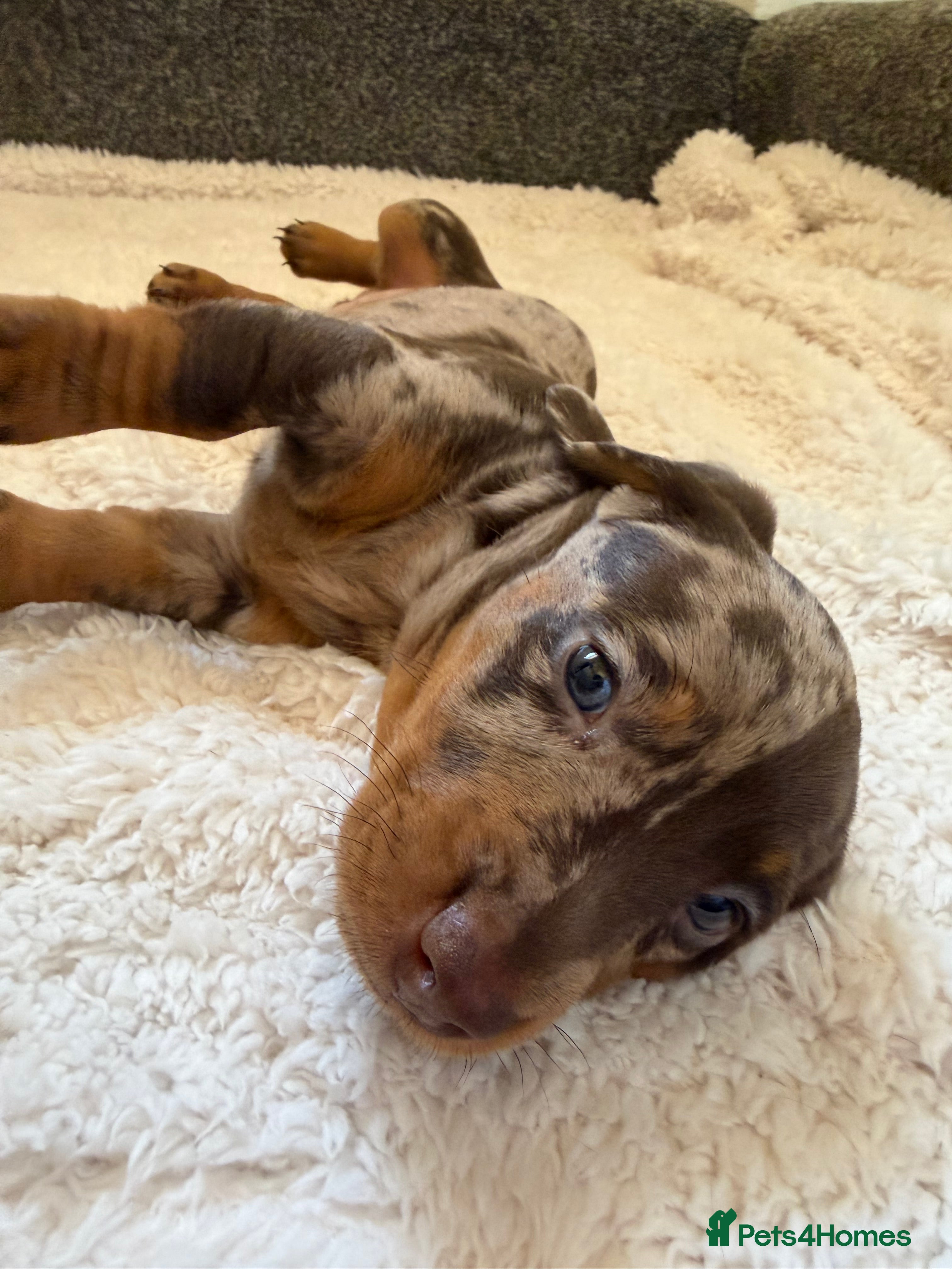 Dachshund dogs DACHSHUND PUPPIES FOR SALE - Advert 2