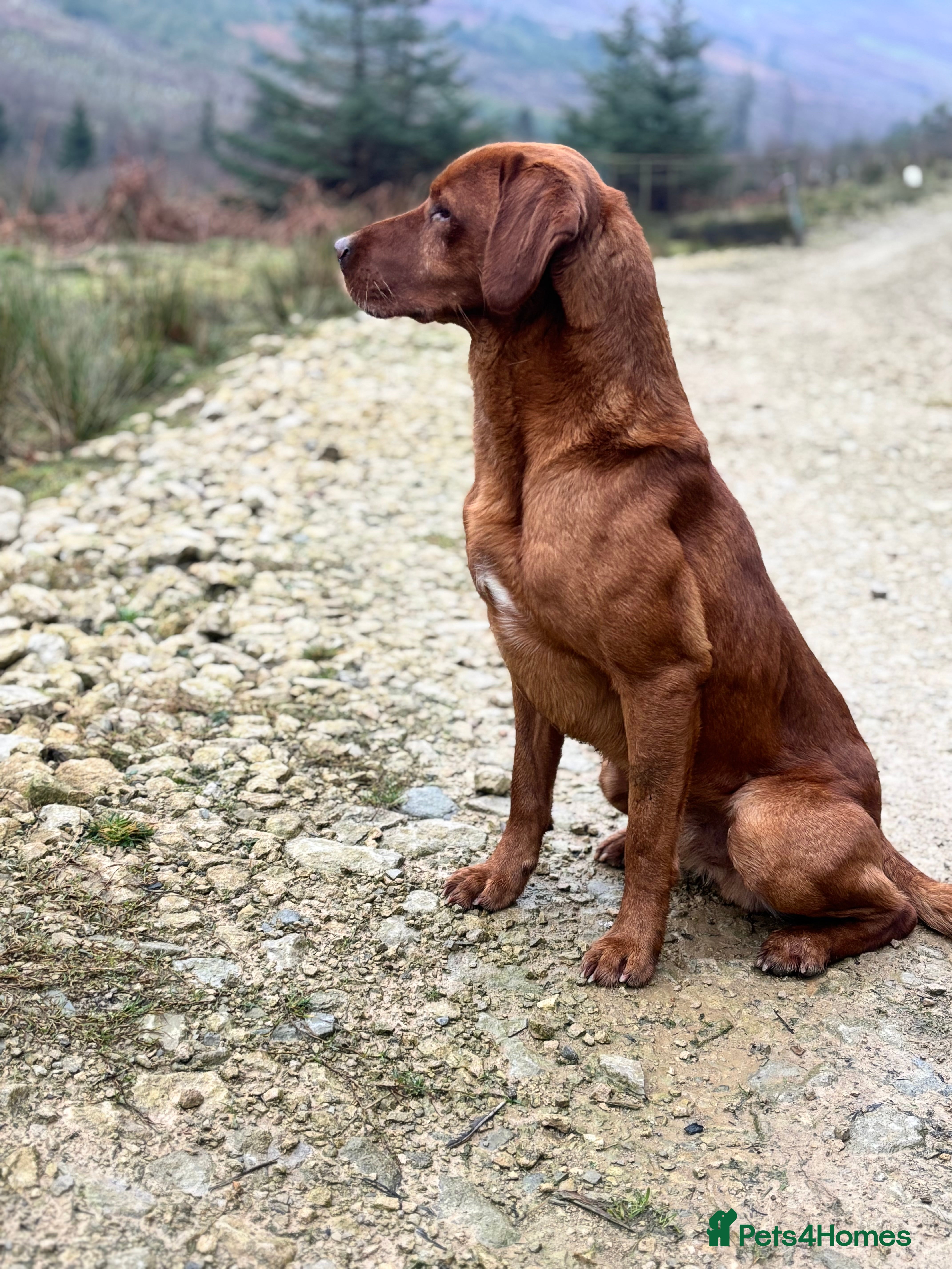Labrador Retriever dogs Health tested KC reg fox red lab stud  in Hull - Advert 2