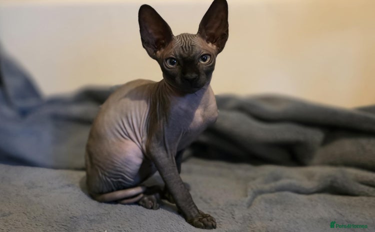 Sphynx cats - Advert 1