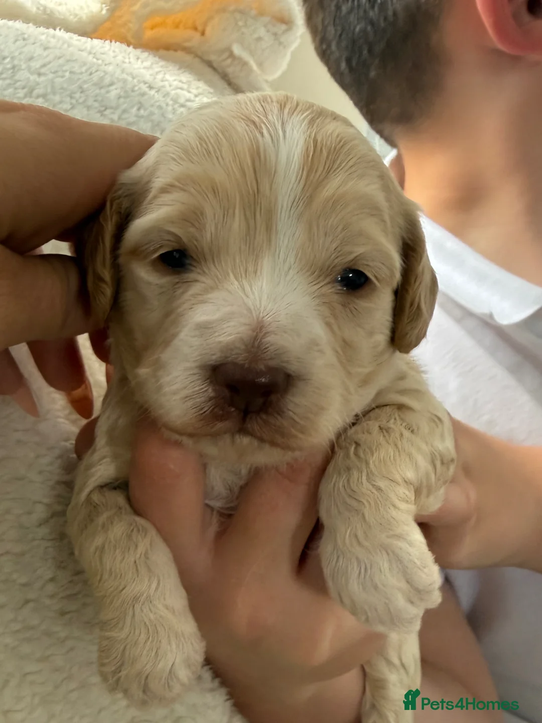 Cockapoo dogs for sale: Beautiful cockapoo  puppies  - Advert 2