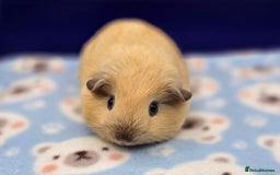 Guinea Pig rodents for sale: Californian Boar, Aby Sow & Self from Cali Sow - Image 4