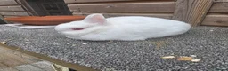 Netherland Dwarf rabbits for sale: Various netherland dwarf kits and adult proven  - Advert 9