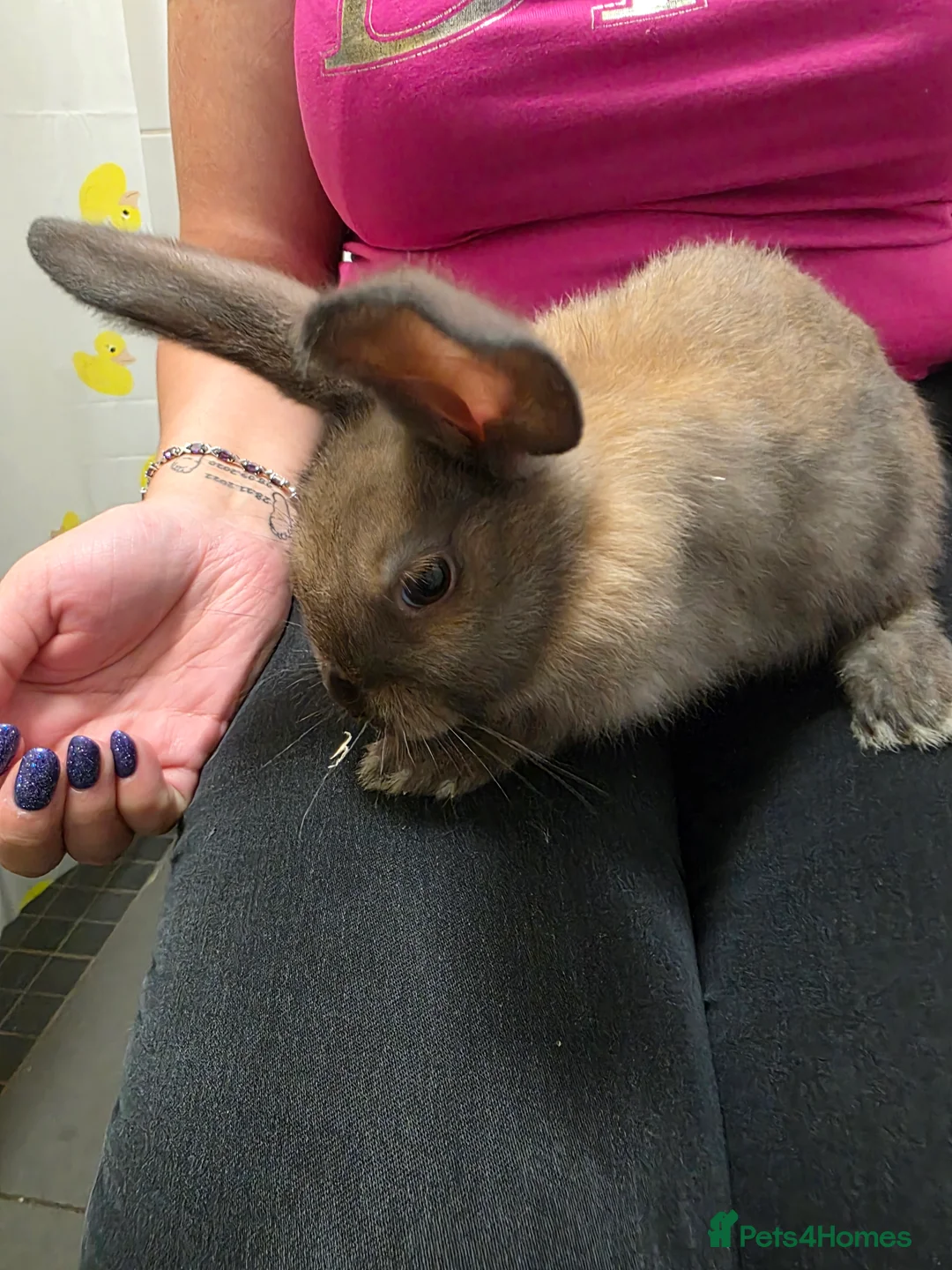 Mixed Breed rabbits for sale: Rabbits in Coventry - Advert 2