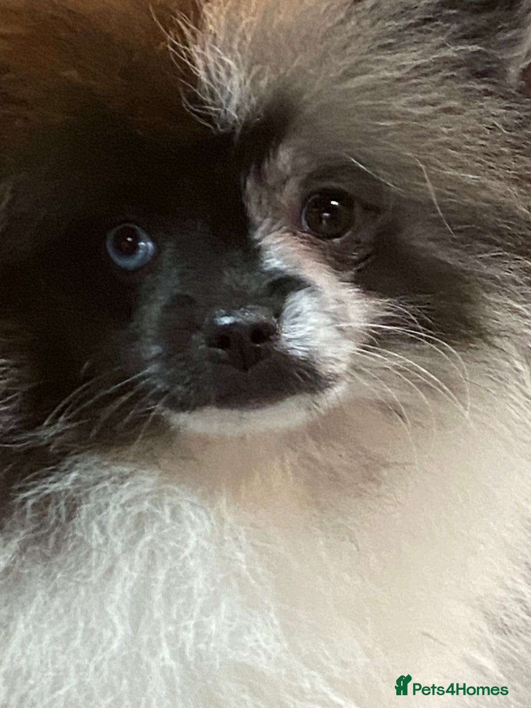 Pomeranian dogs for sale: Super cute sassy poms - Advert 27