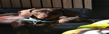 Miniature Dachshund Puppy 1