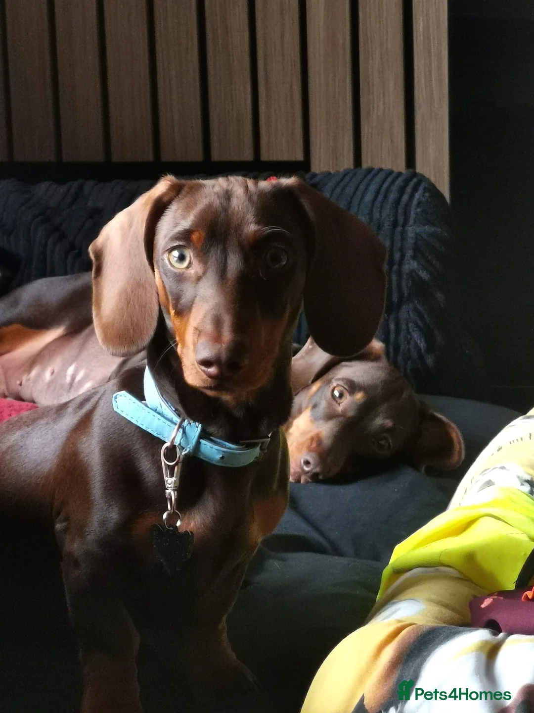 Miniature Dachshund dogs for sale: Beautiful boy - Advert 2