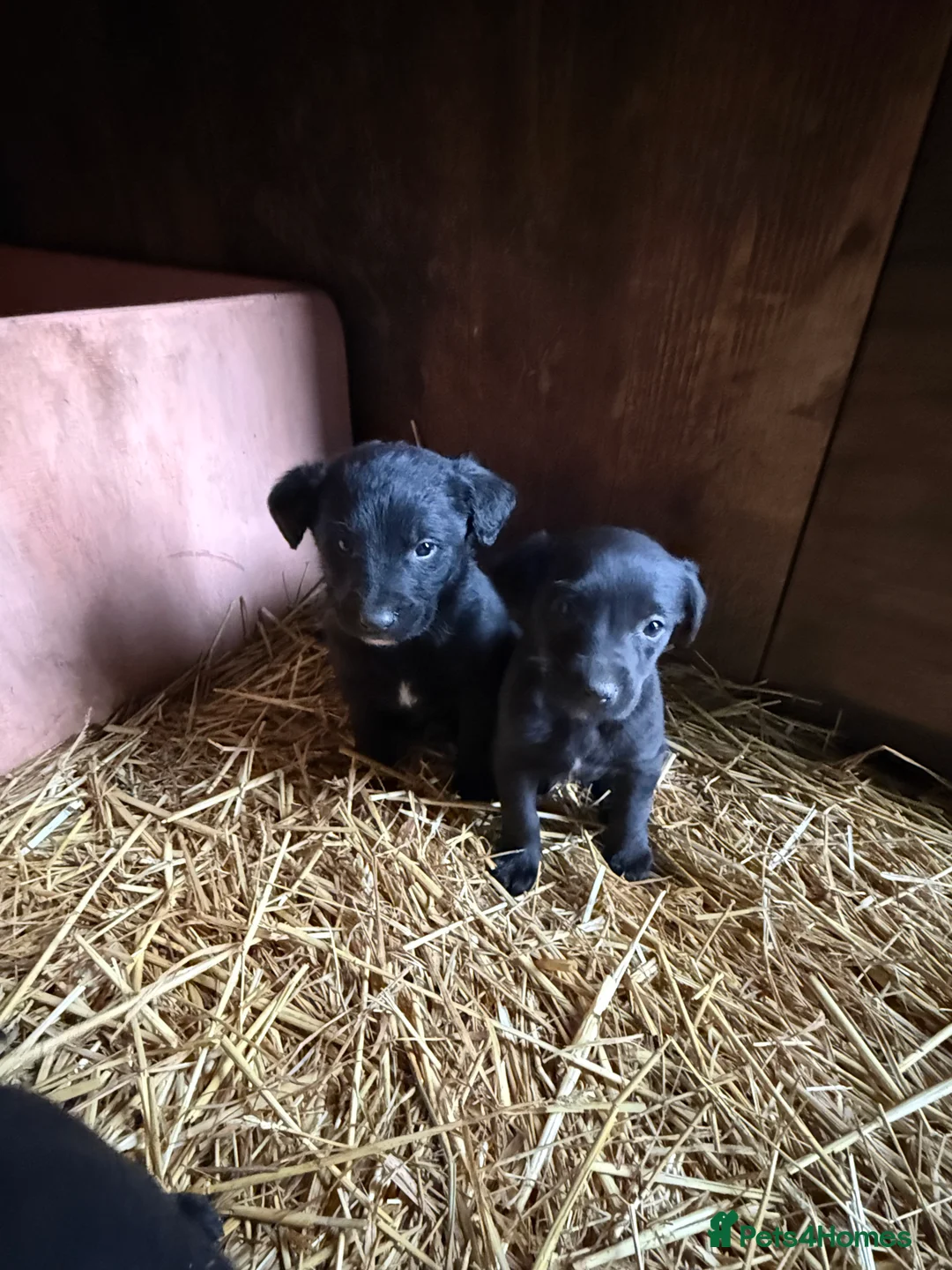 Mixed Breed dogs for sale: Gorgeous Labrador/ lurcher Puppies.  - Advert 5