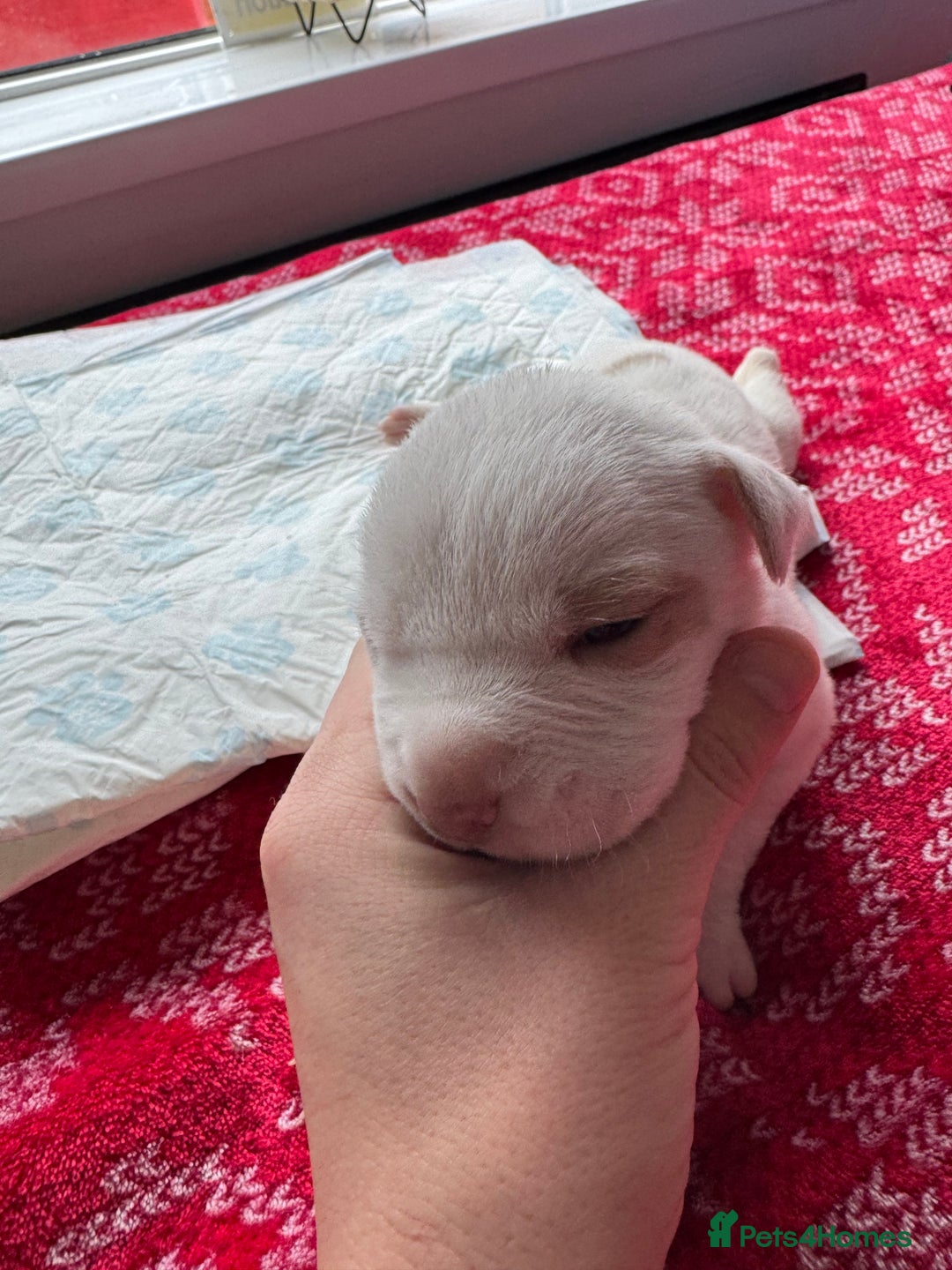 Mixed Breed dogs for sale: Staffy x shar pei female pups 3 - Image 3