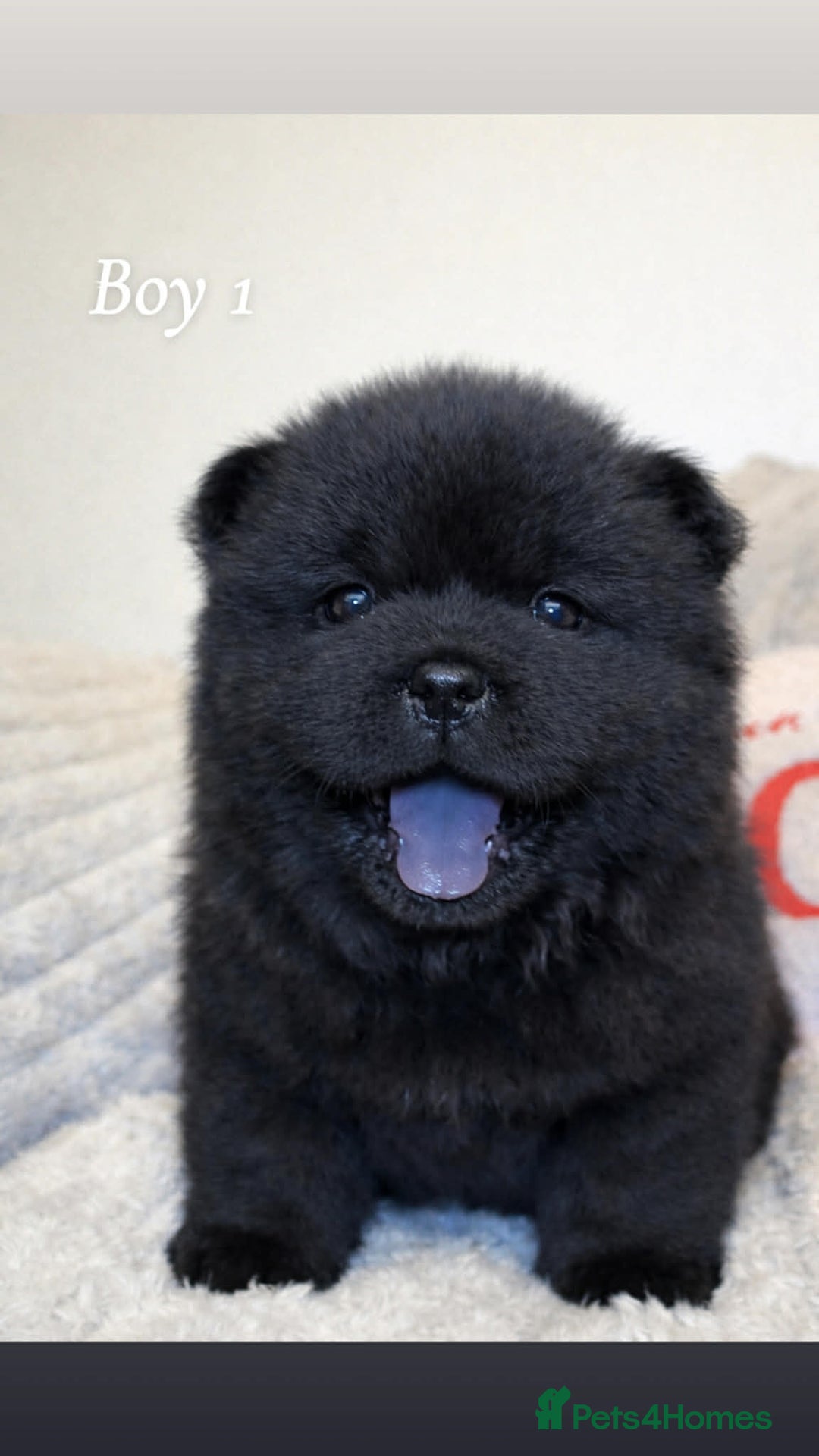 Chow Chow dogs for sale: Chow chow - Advert 5