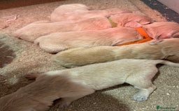 Golden Retriever dogs for sale: 5 outstanding KC golden retriever puppies  - Image 7