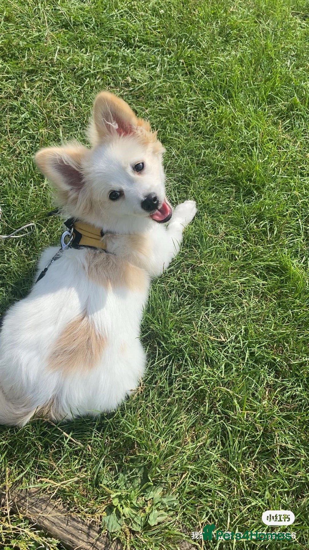 Pomeranian dogs for sale: 6 month old Hoshi - Image 6