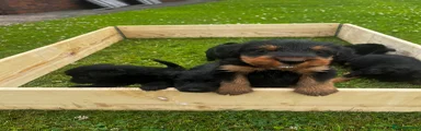 Mixed Breed 1