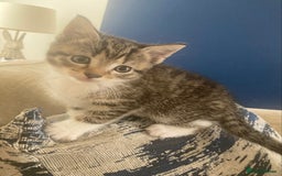 Mixed Breed cats for sale: Beautiful kittens - Image 7