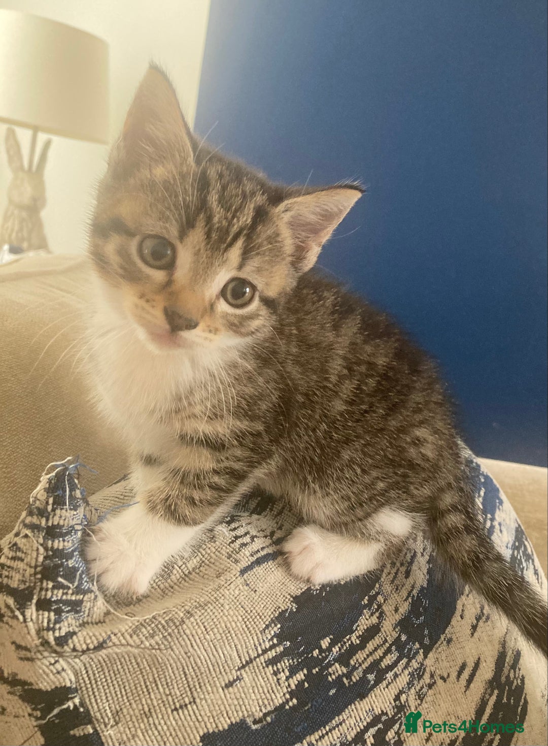 Mixed Breed cats for sale: Beautiful kittens - Image 7