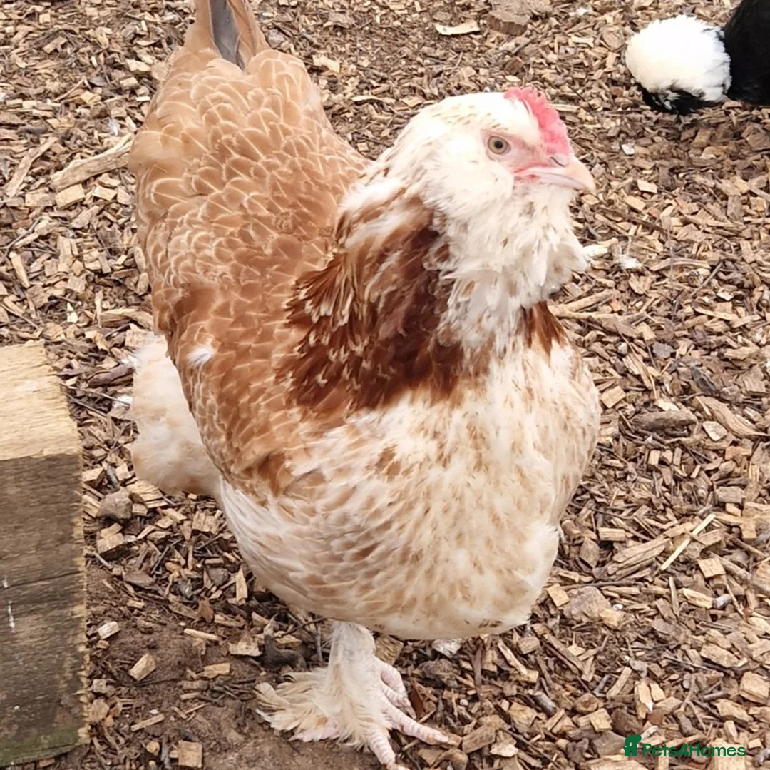 Chickens poultry for sale: Bantams fully vaccinated  - Advert 6