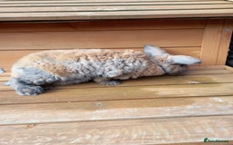 Mini Lop rabbits for sale: Mini plush lops - Image 6