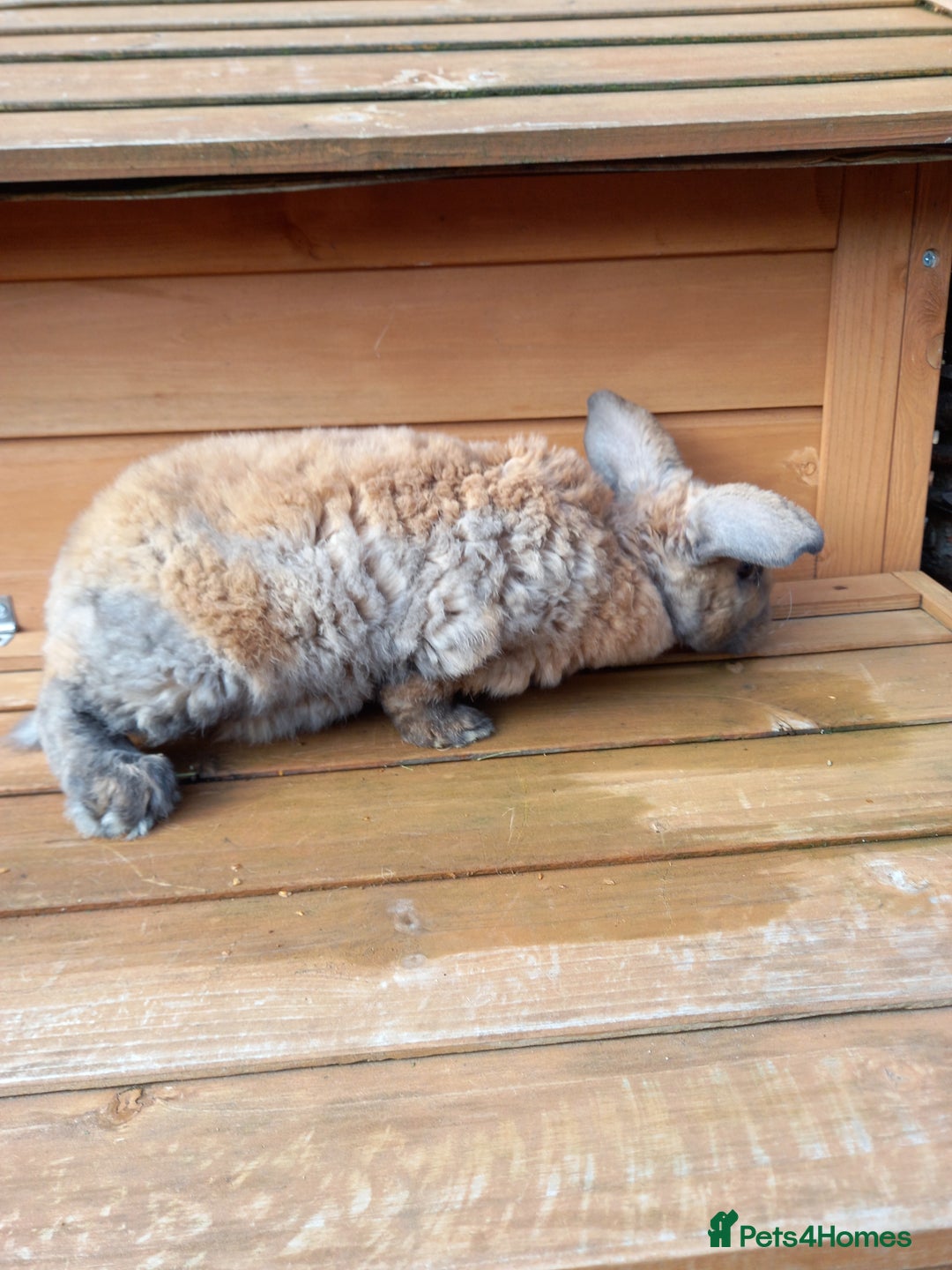Mini Lop rabbits for sale: Mini plush lops - Image 6
