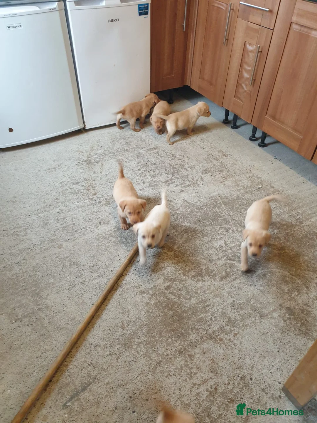 Labrador Retriever dogs for stud: Fox red Labrador ,stud duties (PROVEN) in Hengoed - Advert 9