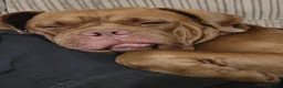 Dogue De Bordeaux dogs for sale: Dogue De Bordeaux looking for a new loving home  - Advert 7