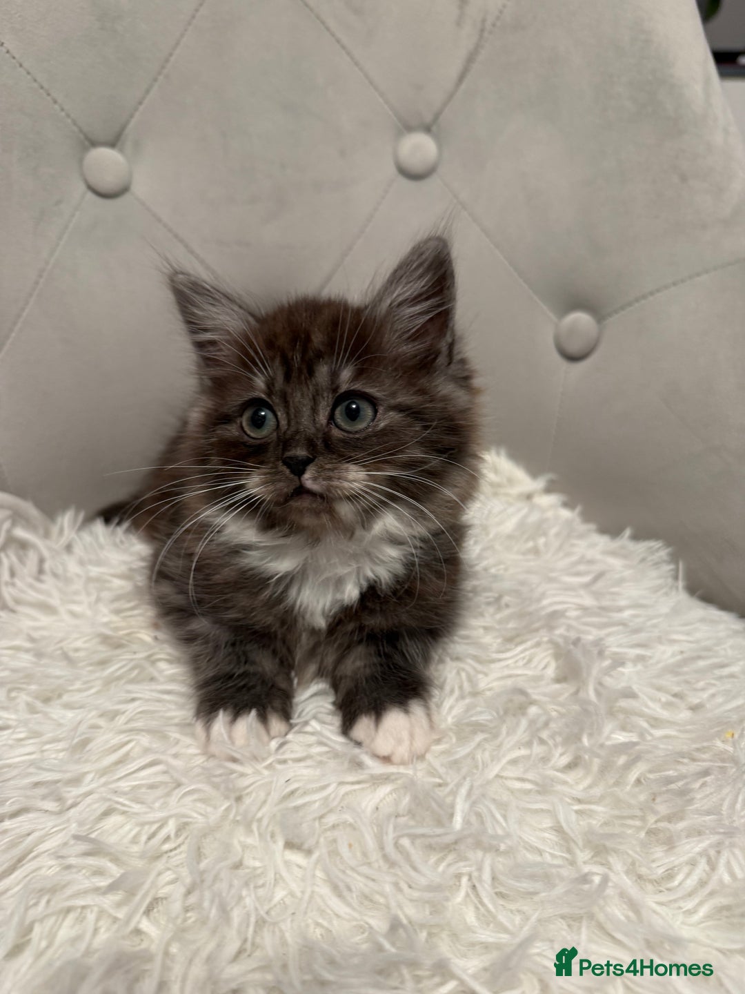 Persian cats for sale: persian x ragdoll kittiens - Advert 5