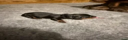 Miniature Dachshund dogs for sale: Beautiful KC registered miniature dachshunds - Advert 16