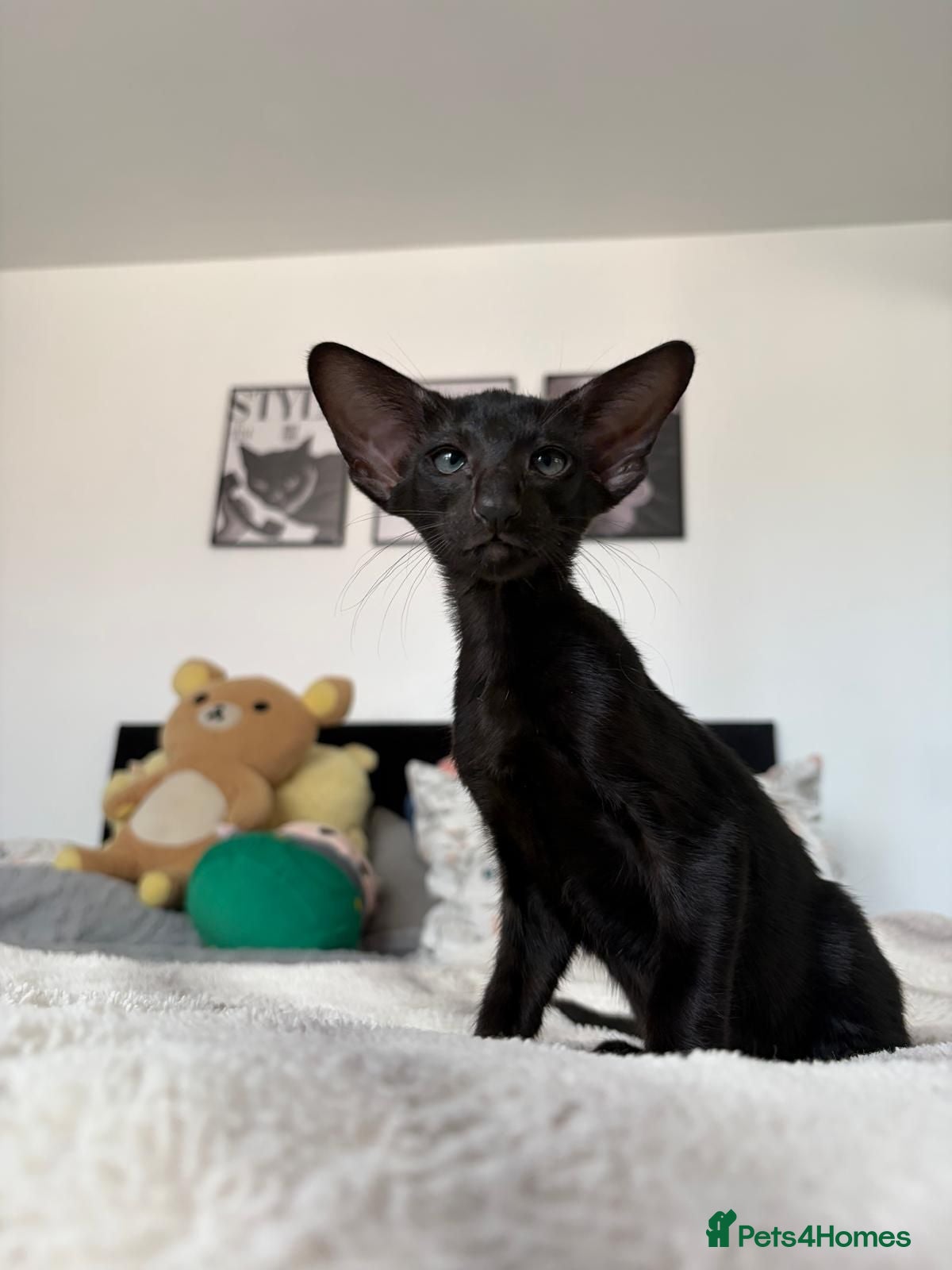 Oriental cats GCCF Registered Black Oriental Girl - Advert 1