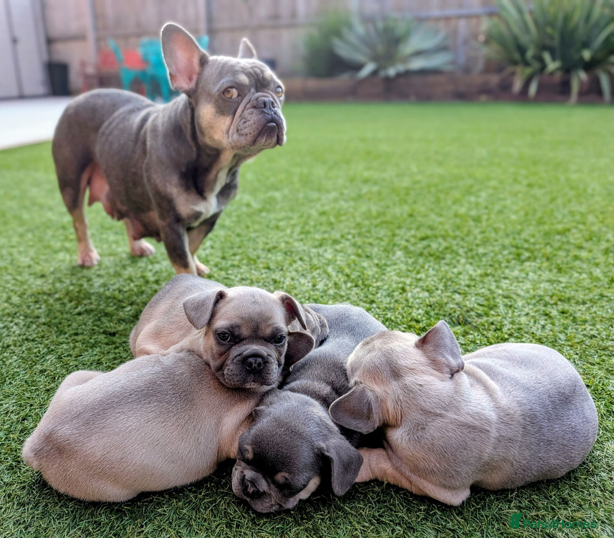 French Bulldog dogs French bulldog puppies  - Advert 2