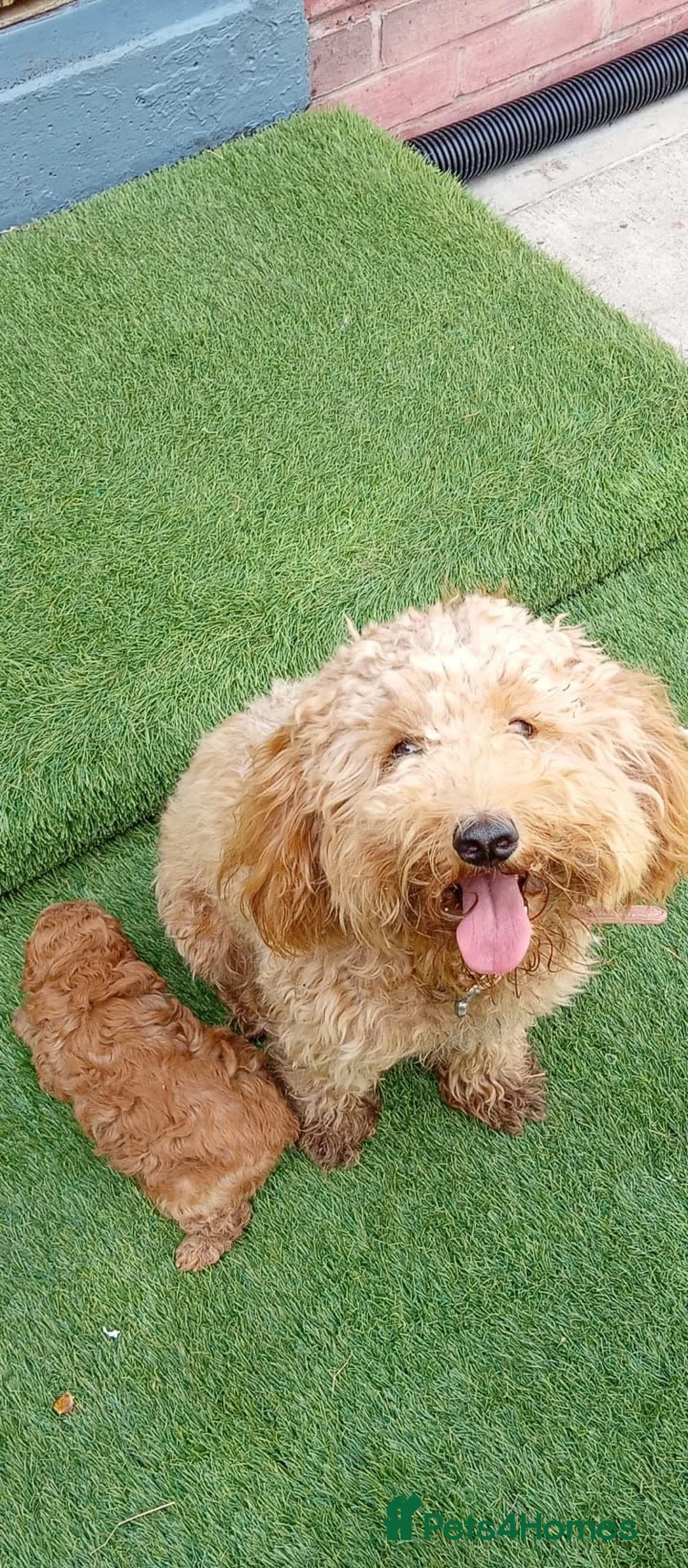 Maltipoo dogs for sale: Beautiful maltipoo boy - Advert 8