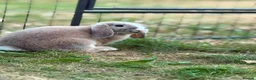 Mini Lop rabbits for sale: Two rabbits and set up  in Stowmarket - Advert 10