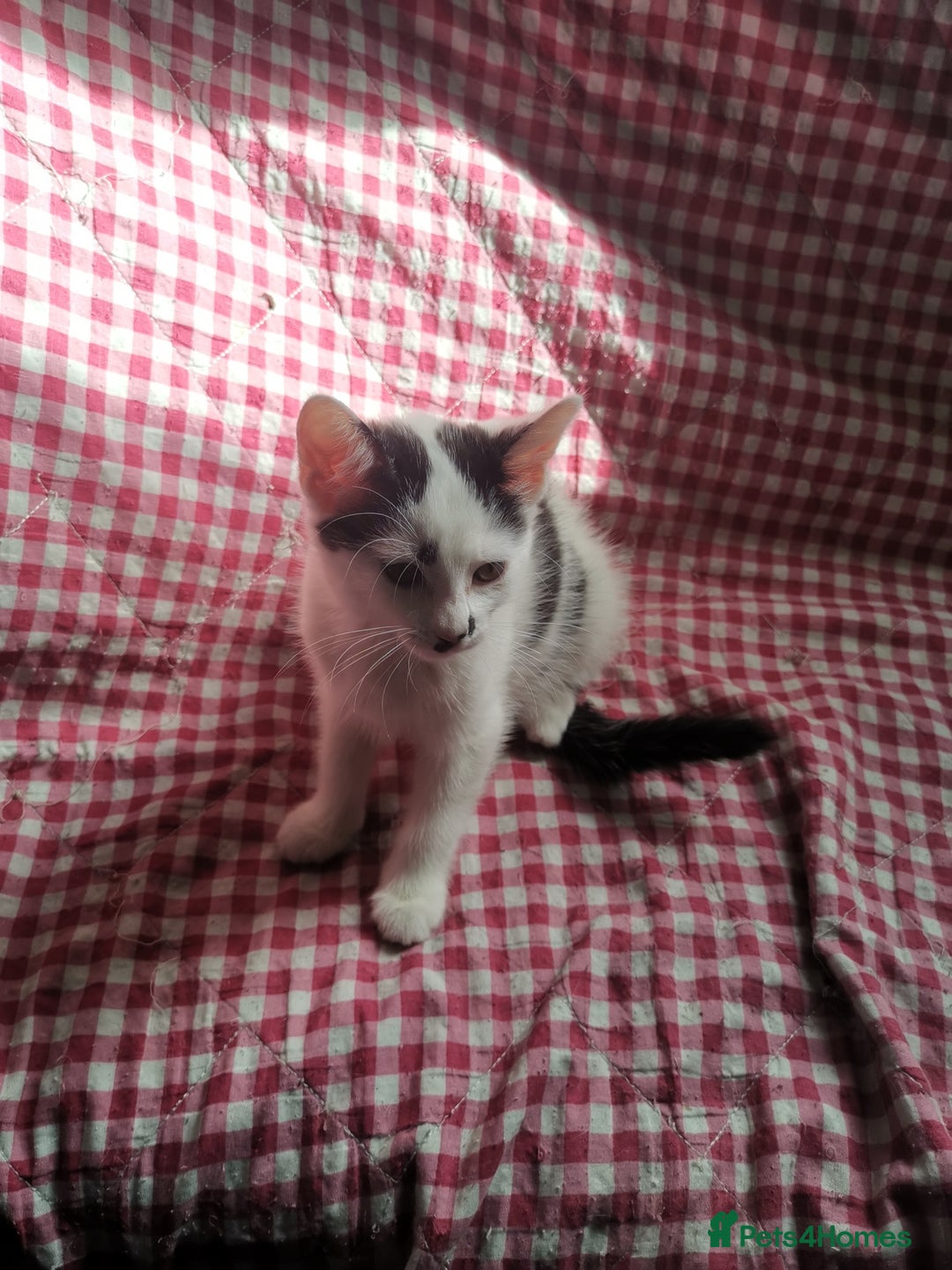 Mixed Breed cats for sale: 9 weeks old kittens for sale  - Image 5