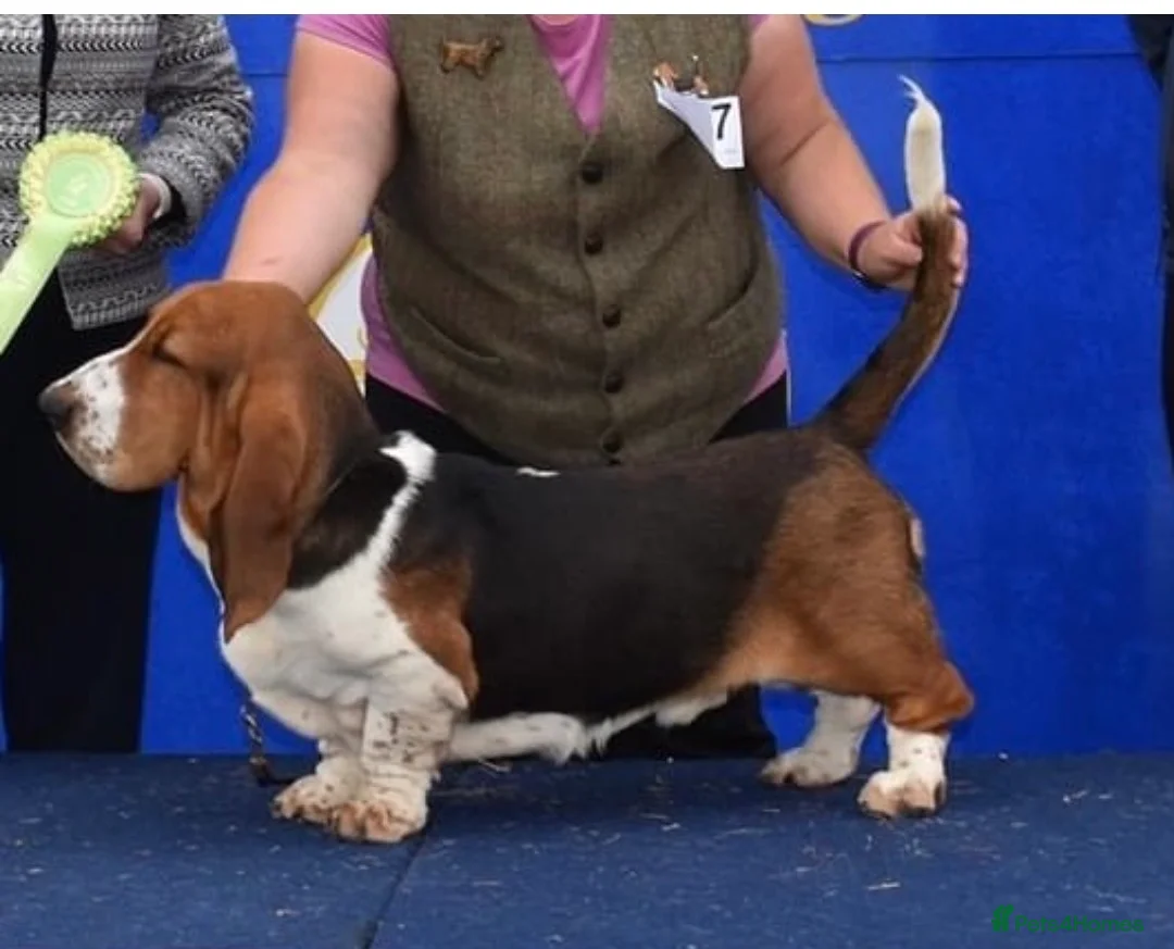 Basset Hound dogs for sale: Basset Hound Puppies Top Quality - Advert 2