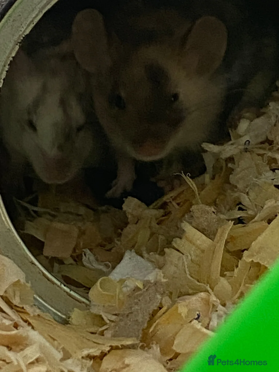 Mouse rodents for sale: 4 fancy mice only sold in twos  - Advert 2