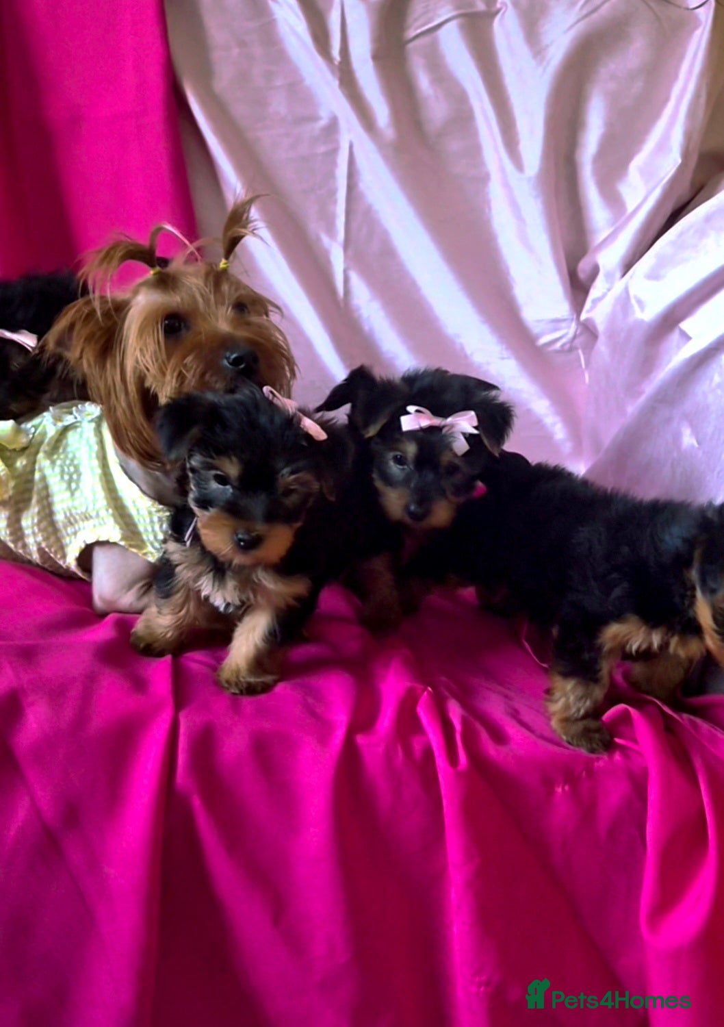 Yorkshire Terrier dogs 4 little princesses yorkshire terrier - Advert 1