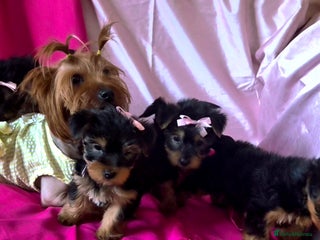 Yorkshire Terrier dogs 4 little princesses yorkshire terrier - Advert 1