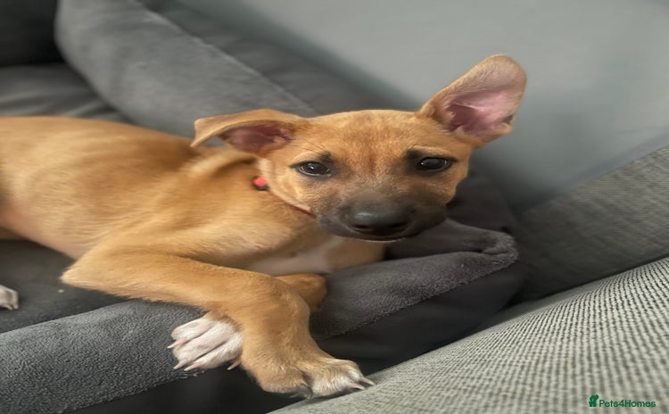 Mixed Breed dogs - Advert 3
