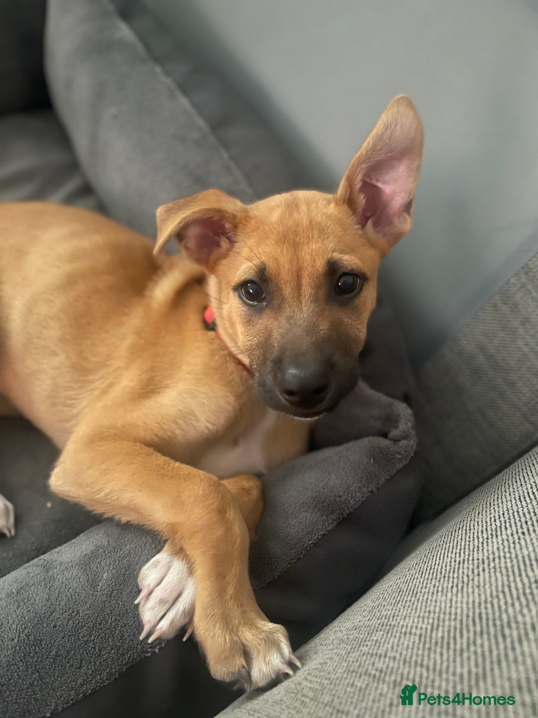 Mixed Breed dogs for sale: Puppy for sale  - Image 1