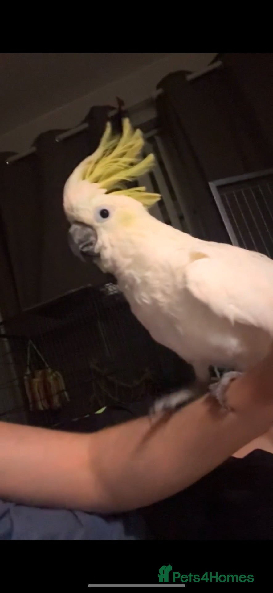 Cockatoo birds Sulpher crested cockatoo SILLY TAME - Advert 2