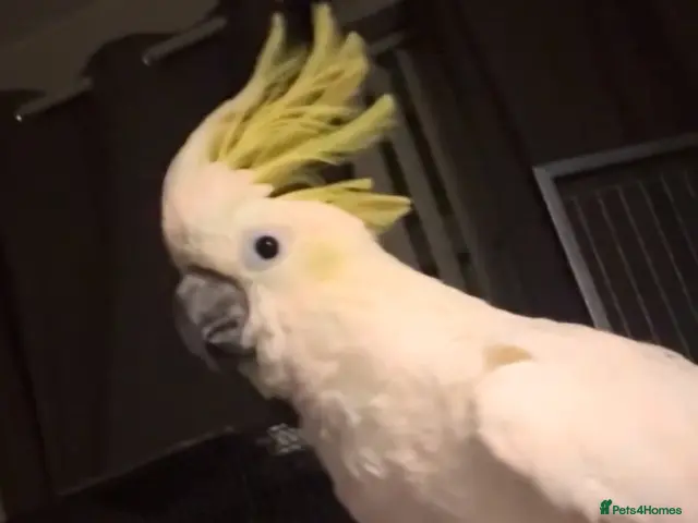 Cockatoo birds for sale: Sulpher crested cockatoo SILLY TAME - Advert 2
