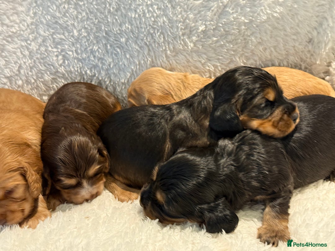 Cocker Spaniel dogs for sale: KC Show Cocker Spaniels fully health tested  - Image 5