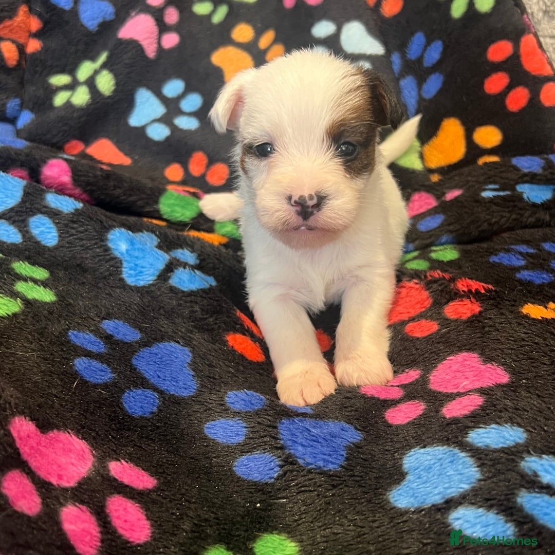 Jack Russell dogs for sale: Stunning jack Russel pups  - Advert 7