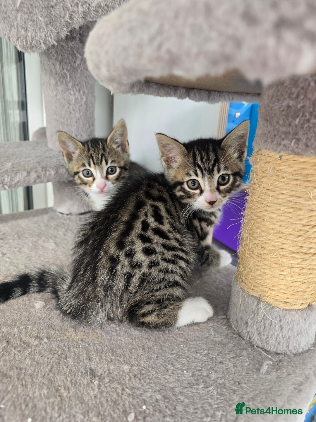 Bengal cats for sale: Half bengal kittens  - Advert 5