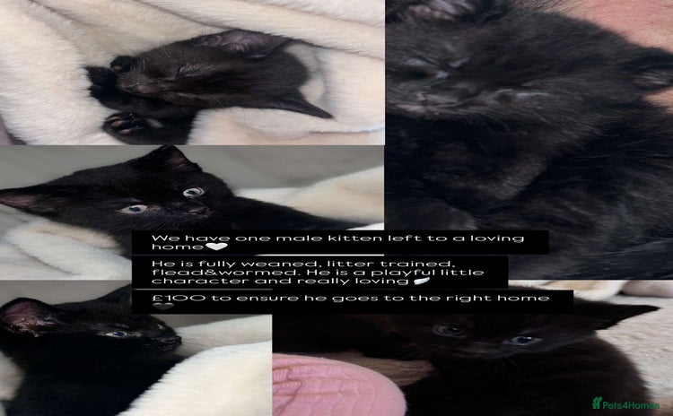 Bombay cats - Advert 1