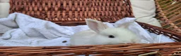 Mini Lop rabbits for sale: 6x Pure breed mini lop baby rabbits - Advert 14