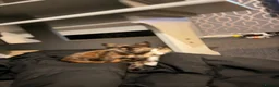 Domestic Shorthair cats for sale: Two lovely kittens looking for their forever homes - Advert 13