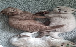 Scottish Fold cats for sale: Stunning TICA Registered Babies - Image 31