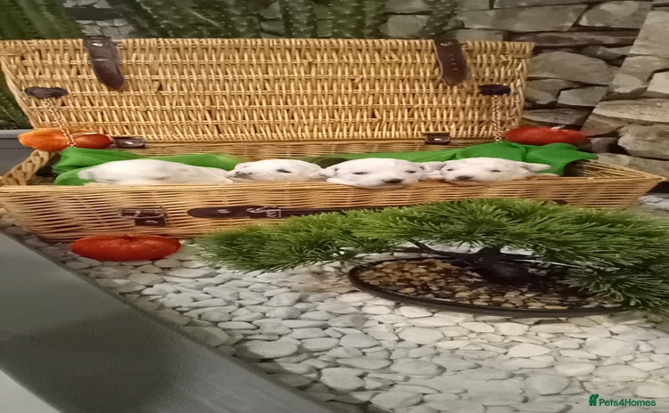 Bichon Frise dogs - Advert 1