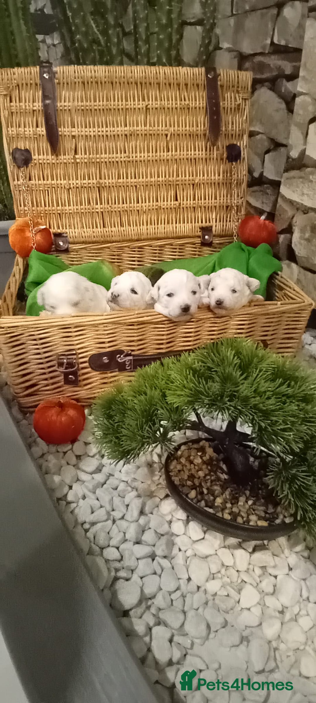 Bichon Frise dogs for sale: Bichon Frise 4 boys  - Image 1