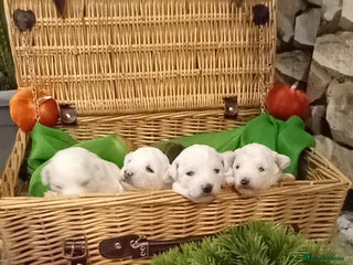 Bichon Frise dogs - Advert 9