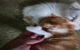 Maine Coon cats for sale: Polydactyl mainecoon/ragdoll 1 male left  - Image 2